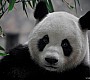 Pandas in Chengdu – no Kung Fu, but I want one