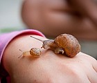 Snails in Mexico look just like…snails