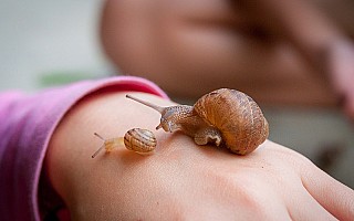 Snails in Mexico look just like…snails